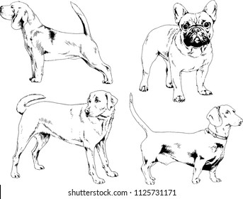 vector drawings sketches pedigree dogs in the racks drawn in ink by hand , objects with no background