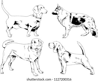 vector drawings sketches pedigree dogs in the racks drawn in ink by hand , objects with no background