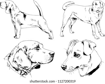 vector drawings sketches pedigree dogs in the racks drawn in ink by hand , objects with no background