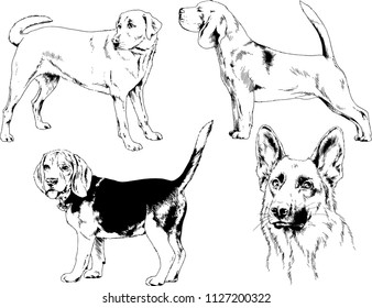 vector drawings sketches pedigree dogs in the racks drawn in ink by hand , objects with no background