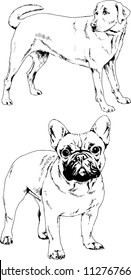 vector drawings sketches pedigree dogs in the racks drawn in ink by hand , objects with no background