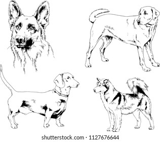vector drawings sketches pedigree dogs in the racks drawn in ink by hand , objects with no background