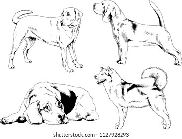vector drawings sketches pedigree dogs in the racks drawn in ink by hand , objects with no background