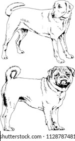 vector drawings sketches pedigree dogs in the racks drawn in ink by hand , objects with no background
