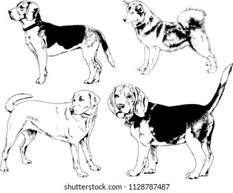 vector drawings sketches pedigree dogs in the racks drawn in ink by hand , objects with no background