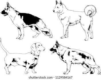vector drawings sketches pedigree dogs in the racks drawn in ink by hand , objects with no background
