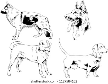vector drawings sketches pedigree dogs in the racks drawn in ink by hand , objects with no background
