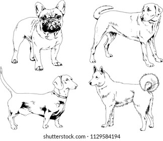 vector drawings sketches pedigree dogs in the racks drawn in ink by hand , objects with no background