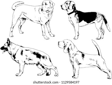 vector drawings sketches pedigree dogs in the racks drawn in ink by hand , objects with no background