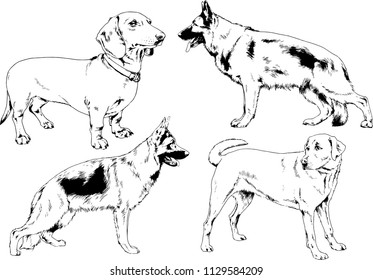 vector drawings sketches pedigree dogs in the racks drawn in ink by hand , objects with no background