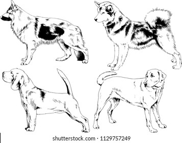 vector drawings sketches pedigree dogs in the racks drawn in ink by hand , objects with no background