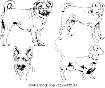 vector drawings sketches pedigree dogs in the racks drawn in ink by hand , objects with no background