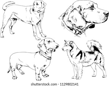 vector drawings sketches pedigree dogs in the racks drawn in ink by hand , objects with no background