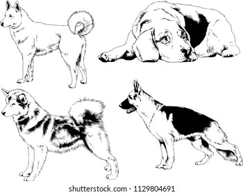 vector drawings sketches pedigree dogs in the racks drawn in ink by hand , objects with no background