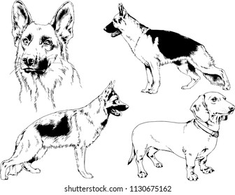 vector drawings sketches pedigree dogs in the racks drawn in ink by hand , objects with no background
