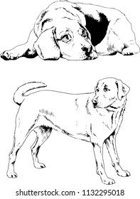 vector drawings sketches pedigree dogs in the racks drawn in ink by hand , objects with no background
