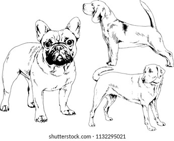 vector drawings sketches pedigree dogs in the racks drawn in ink by hand , objects with no background
