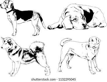 vector drawings sketches pedigree dogs in the racks drawn in ink by hand , objects with no background
