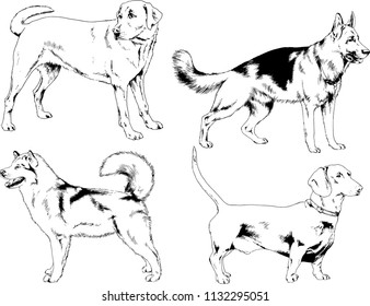 vector drawings sketches pedigree dogs in the racks drawn in ink by hand , objects with no background
