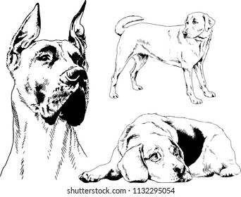 vector drawings sketches pedigree dogs in the racks drawn in ink by hand , objects with no background
