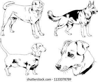 vector drawings sketches pedigree dogs in the racks drawn in ink by hand , objects with no background