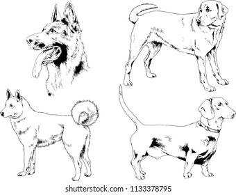 vector drawings sketches pedigree dogs in the racks drawn in ink by hand , objects with no background