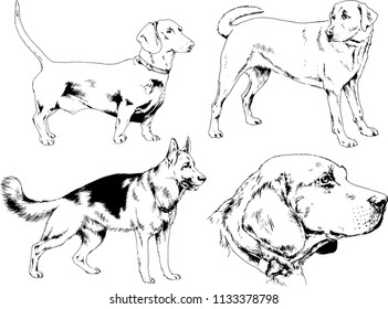 vector drawings sketches pedigree dogs in the racks drawn in ink by hand , objects with no background