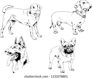 vector drawings sketches pedigree dogs in the racks drawn in ink by hand , objects with no background