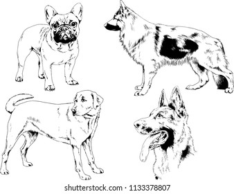 vector drawings sketches pedigree dogs in the racks drawn in ink by hand , objects with no background