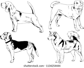 vector drawings sketches pedigree dogs in the racks drawn in ink by hand , objects with no background