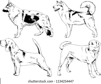 vector drawings sketches pedigree dogs in the racks drawn in ink by hand , objects with no background