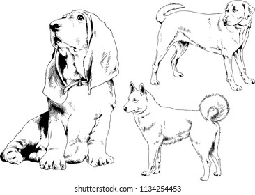 vector drawings sketches pedigree dogs in the racks drawn in ink by hand , objects with no background
