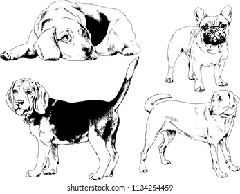 vector drawings sketches pedigree dogs in the racks drawn in ink by hand , objects with no background