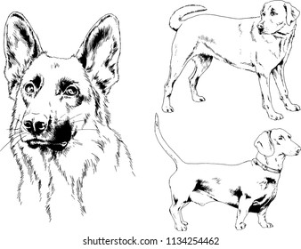 vector drawings sketches pedigree dogs in the racks drawn in ink by hand , objects with no background