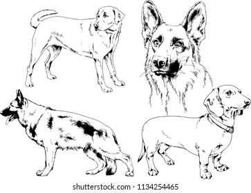 vector drawings sketches pedigree dogs in the racks drawn in ink by hand , objects with no background