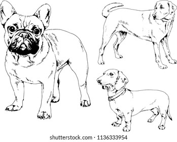 vector drawings sketches pedigree dogs in the racks drawn in ink by hand , objects with no background