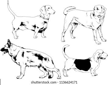 vector drawings sketches pedigree dogs in the racks drawn in ink by hand , objects with no background