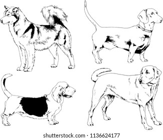 vector drawings sketches pedigree dogs in the racks drawn in ink by hand , objects with no background