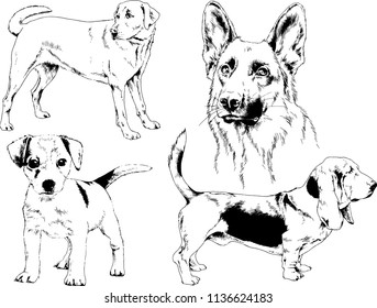 vector drawings sketches pedigree dogs in the racks drawn in ink by hand , objects with no background