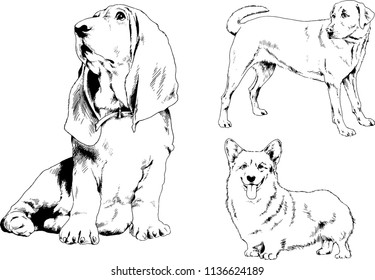 vector drawings sketches pedigree dogs in the racks drawn in ink by hand , objects with no background