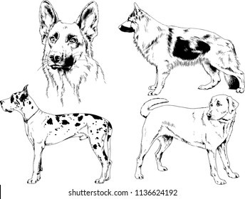 vector drawings sketches pedigree dogs in the racks drawn in ink by hand , objects with no background