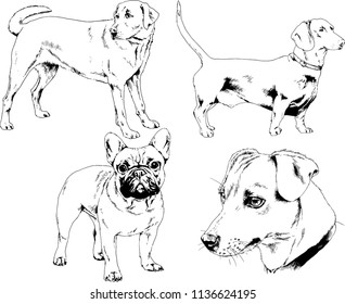 vector drawings sketches pedigree dogs in the racks drawn in ink by hand , objects with no background