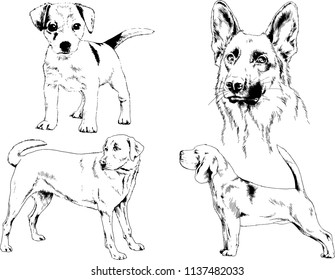 vector drawings sketches pedigree dogs in the racks drawn in ink by hand , objects with no background