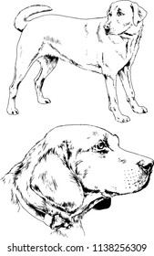 vector drawings sketches pedigree dogs in the racks drawn in ink by hand , objects with no background