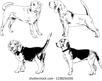 vector drawings sketches pedigree dogs in the racks drawn in ink by hand , objects with no background