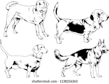 vector drawings sketches pedigree dogs in the racks drawn in ink by hand , objects with no background