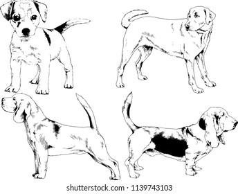 vector drawings sketches pedigree dogs in the racks drawn in ink by hand , objects with no background