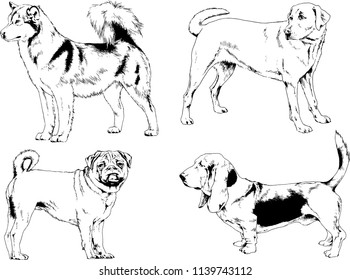 vector drawings sketches pedigree dogs in the racks drawn in ink by hand , objects with no background