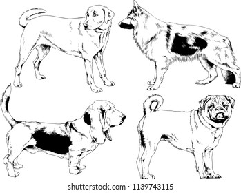 vector drawings sketches pedigree dogs in the racks drawn in ink by hand , objects with no background