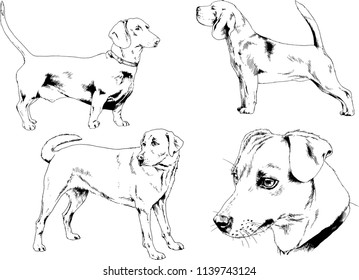 vector drawings sketches pedigree dogs in the racks drawn in ink by hand , objects with no background